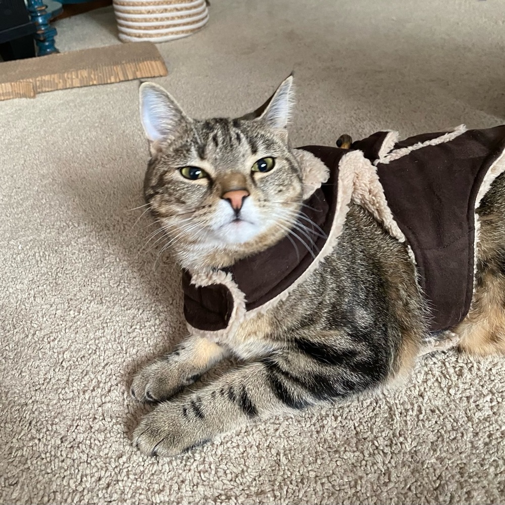 All for Paws Small Pet Sherpa Wrap